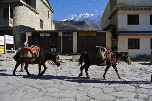 Jomsom- an expedition just coming through town